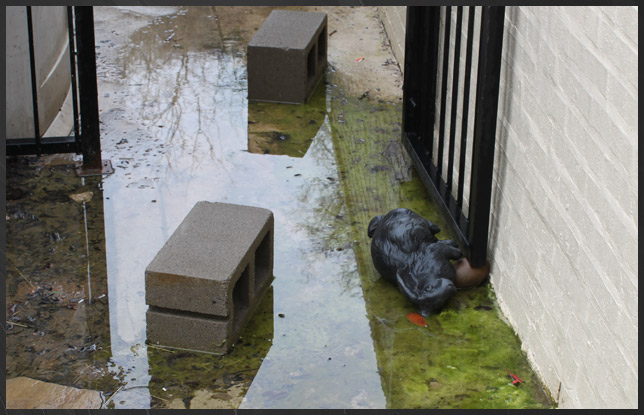 Drainage Project - Dallas Fort Worth Texas